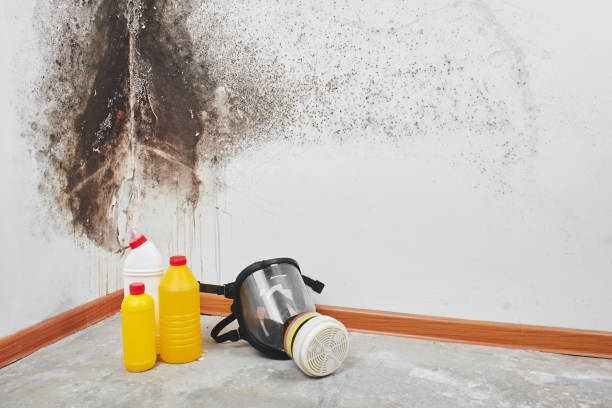 Trusted Falls City, OR Mold Removal Experts