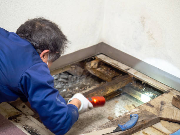 Best Mold Testing  in Falls City, OR