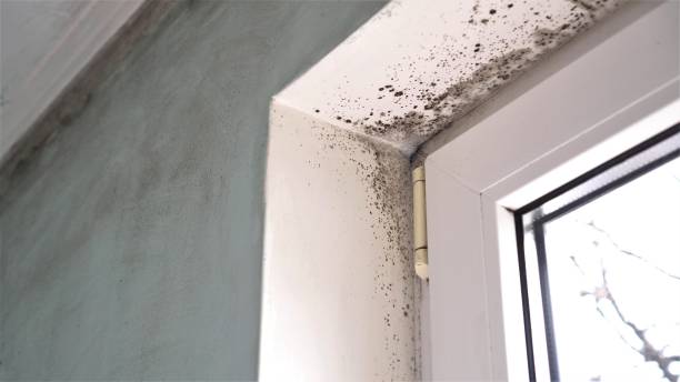 Best Emergency Mold Removal  in Falls City, OR