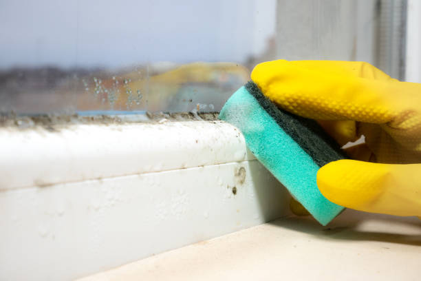 Best Home Mold Removal  in Falls City, OR