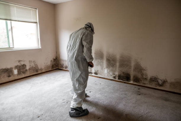 Best Certified Mold Removal  in Falls City, OR